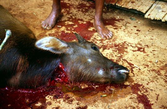 Sulawesi: krwawe ofiary