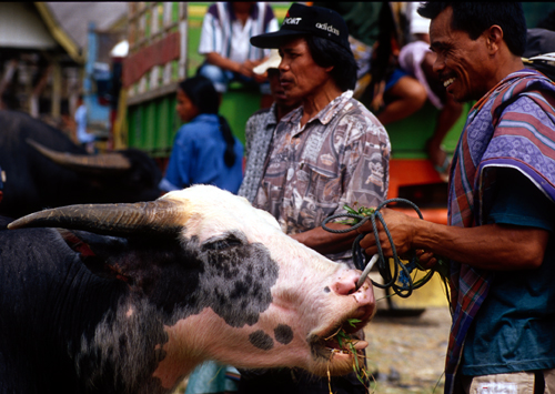 Sulawesi: wiszące groby zwierzęta