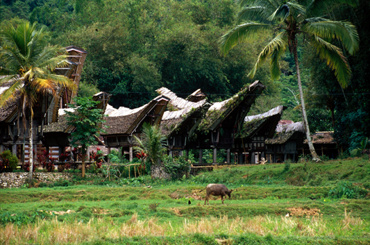 Sulawesi wiszące groby, charakterystyczne domy